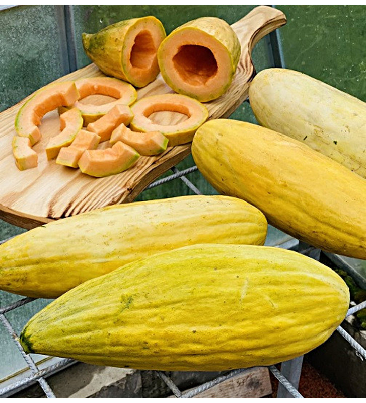 Banana| meloun cukrový | PERMASEMÍNKA.CZ