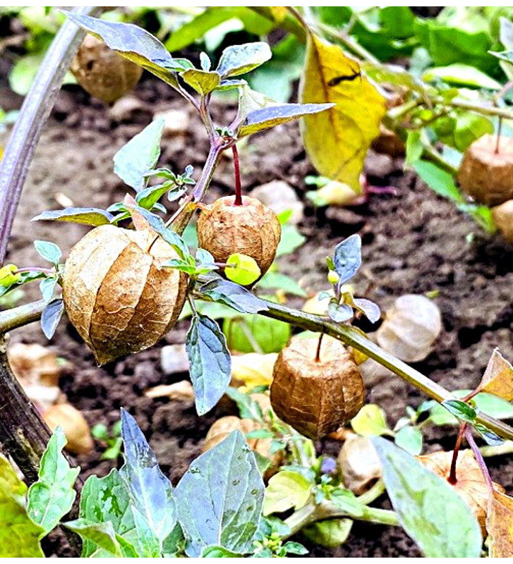 Mochyně drobnoplodá, Angreštová | Permasemínka