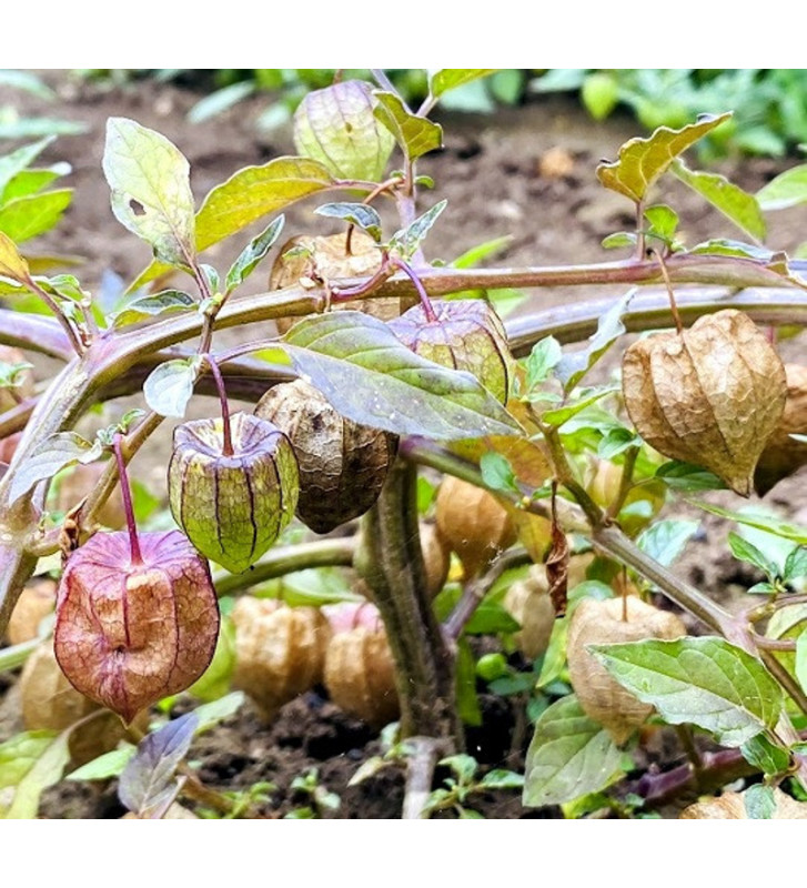 Mochyně drobnoplodá, Angreštová | Permasemínka