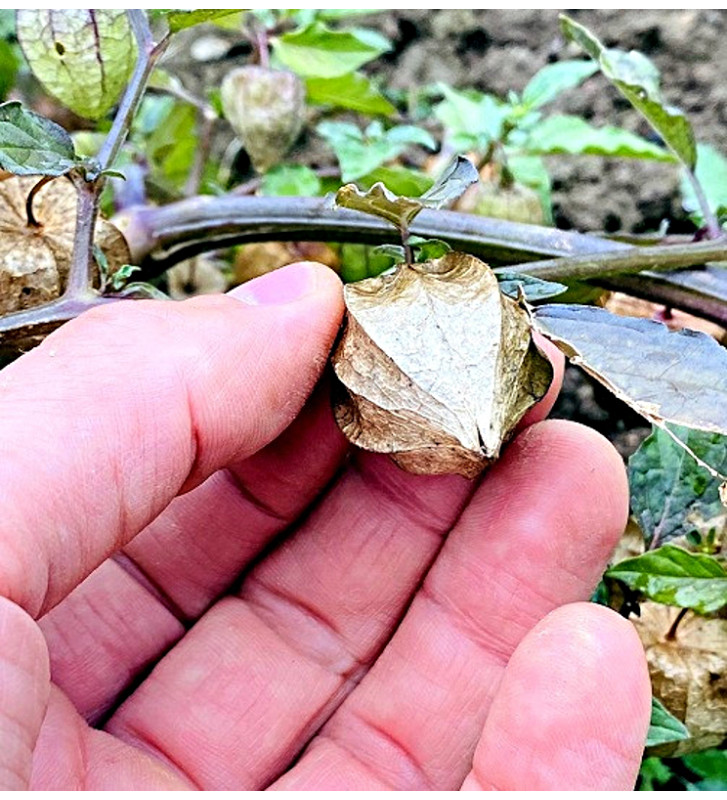 Mochyně drobnoplodá, Angreštová | Permasemínka