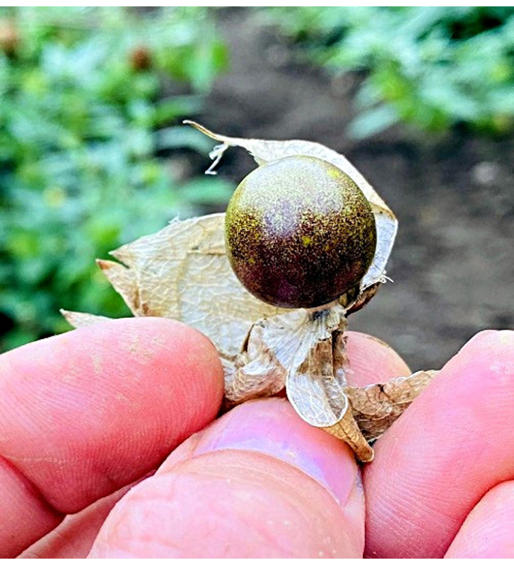 Mochyně drobnoplodá, Angreštová | Permasemínka