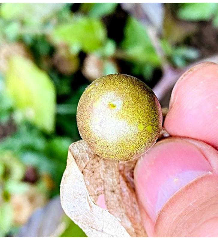 Mochyně drobnoplodá, Angreštová | Permasemínka