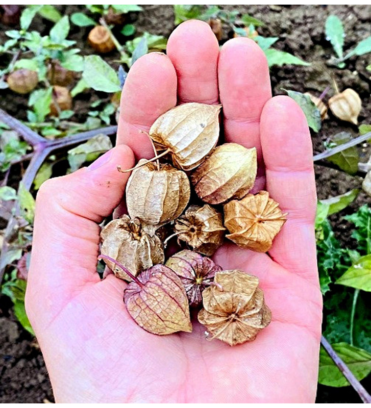 Mochyně drobnoplodá, Angreštová | Permasemínka