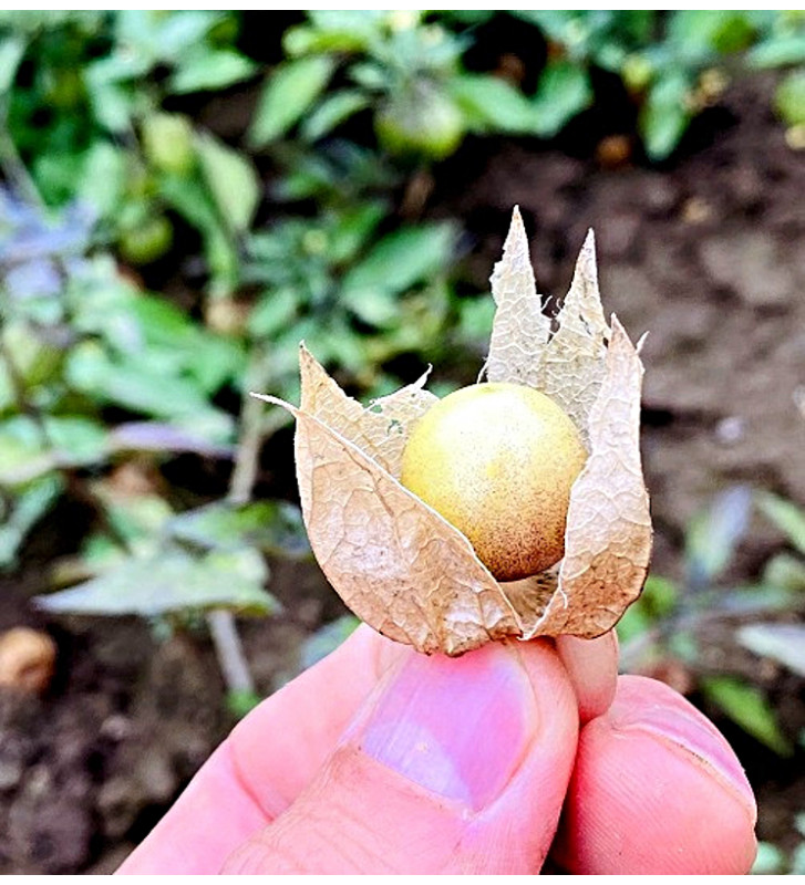 Mochyně drobnoplodá, Angreštová | Permasemínka