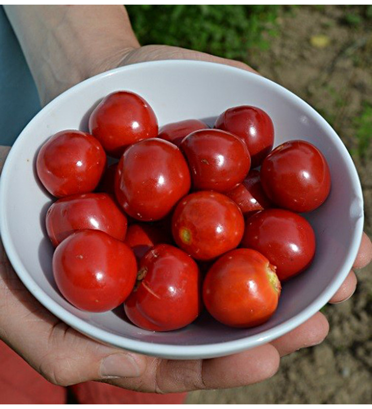 Liči rajčátko