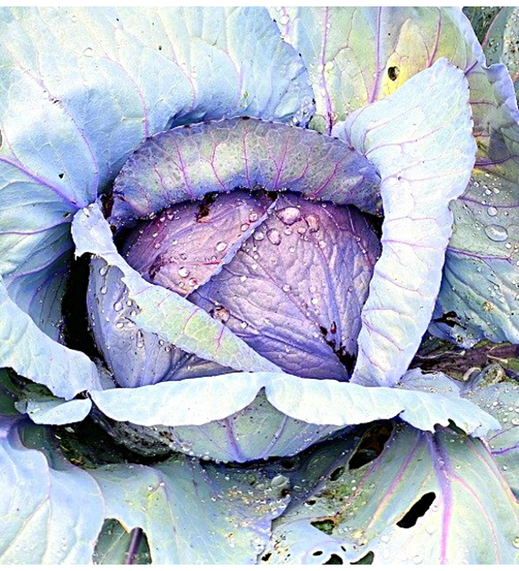 Pourovo červené zelí | PERMASEMÍNKA