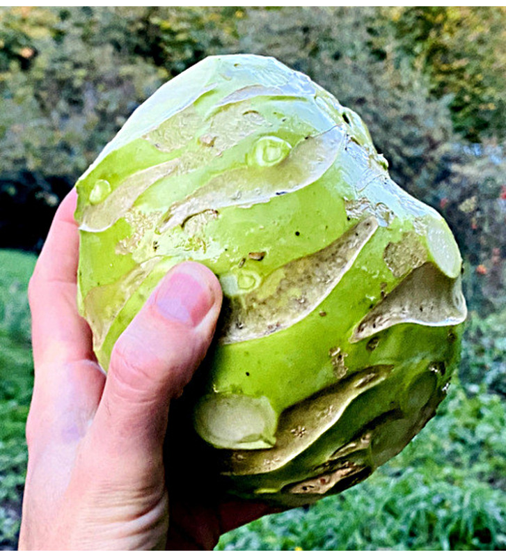 Gigant| kedluben | PERMASEMÍNKA.CZ