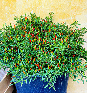 Divoká chilli | paprika | semena