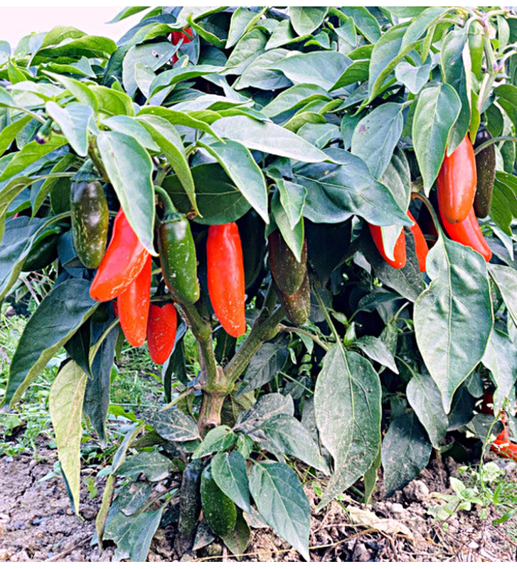 Leon| paprika pálivá, jalapeňo| PERMASEMÍNKA.CZ