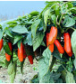Leon| paprika pálivá, jalapeňo| PERMASEMÍNKA.CZ