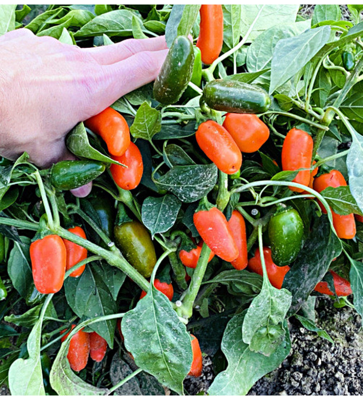 Leon| paprika pálivá, jalapeňo| PERMASEMÍNKA.CZ