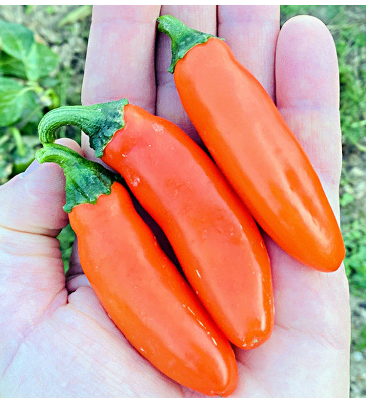 Leon| paprika pálivá, jalapeňo| PERMASEMÍNKA.CZ