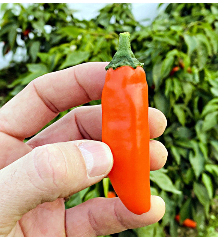Leon| paprika pálivá, jalapeňo| PERMASEMÍNKA.CZ