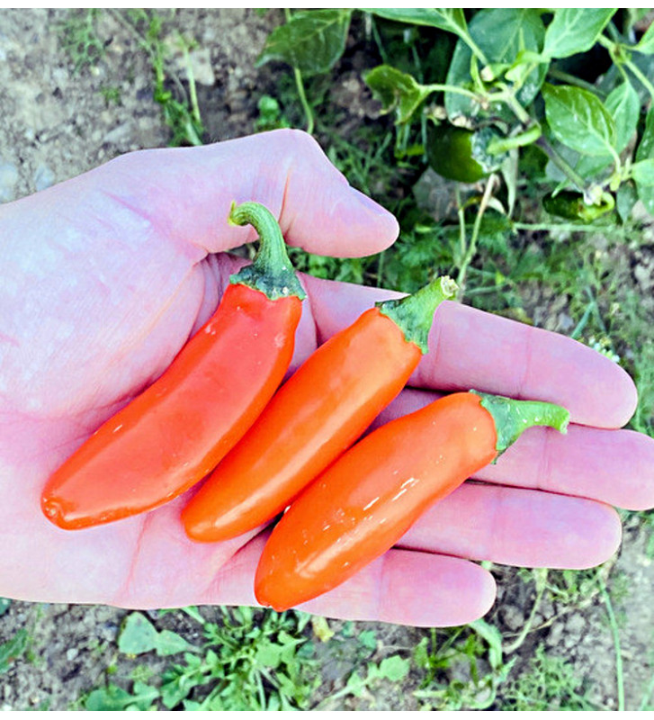 Leon| paprika pálivá, jalapeňo| PERMASEMÍNKA.CZ