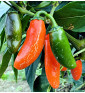 Leon| paprika pálivá, jalapeňo| PERMASEMÍNKA.CZ