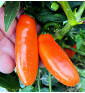 Leon| paprika pálivá, jalapeňo| PERMASEMÍNKA.CZ