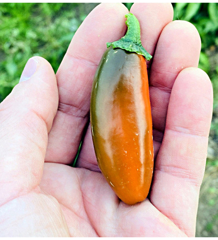 Leon| paprika pálivá, jalapeňo| PERMASEMÍNKA.CZ