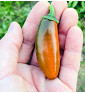 Leon| paprika pálivá, jalapeňo| PERMASEMÍNKA.CZ
