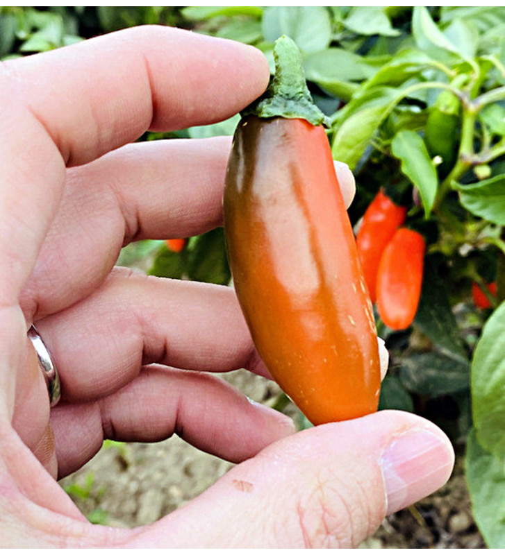 Leon| paprika pálivá, jalapeňo| PERMASEMÍNKA.CZ
