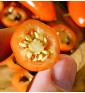 Leon| paprika pálivá, jalapeňo| PERMASEMÍNKA.CZ