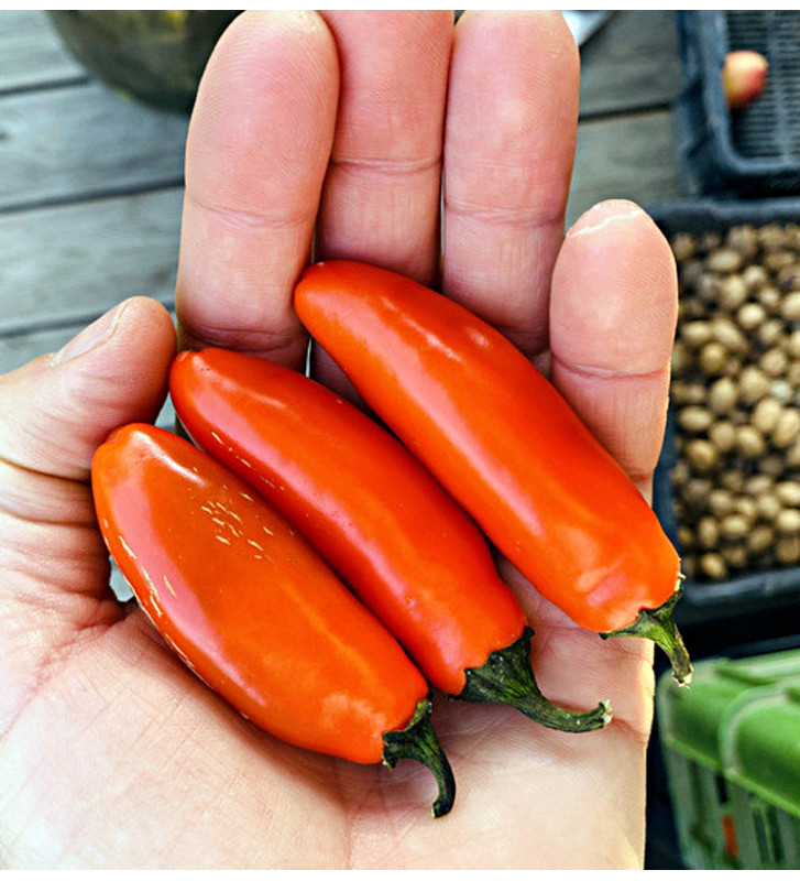 Leon| paprika pálivá, jalapeňo| PERMASEMÍNKA.CZ