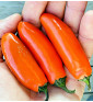 Leon| paprika pálivá, jalapeňo| PERMASEMÍNKA.CZ