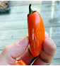 Leon| paprika pálivá, jalapeňo| PERMASEMÍNKA.CZ