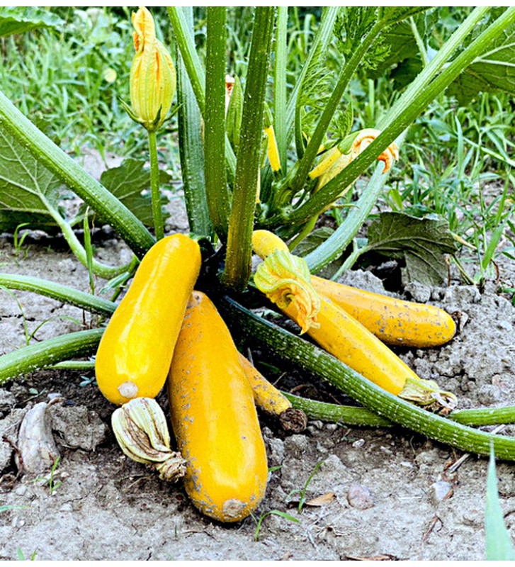 Solara| žlutá cuketa | PERMASEMÍNKA.CZ