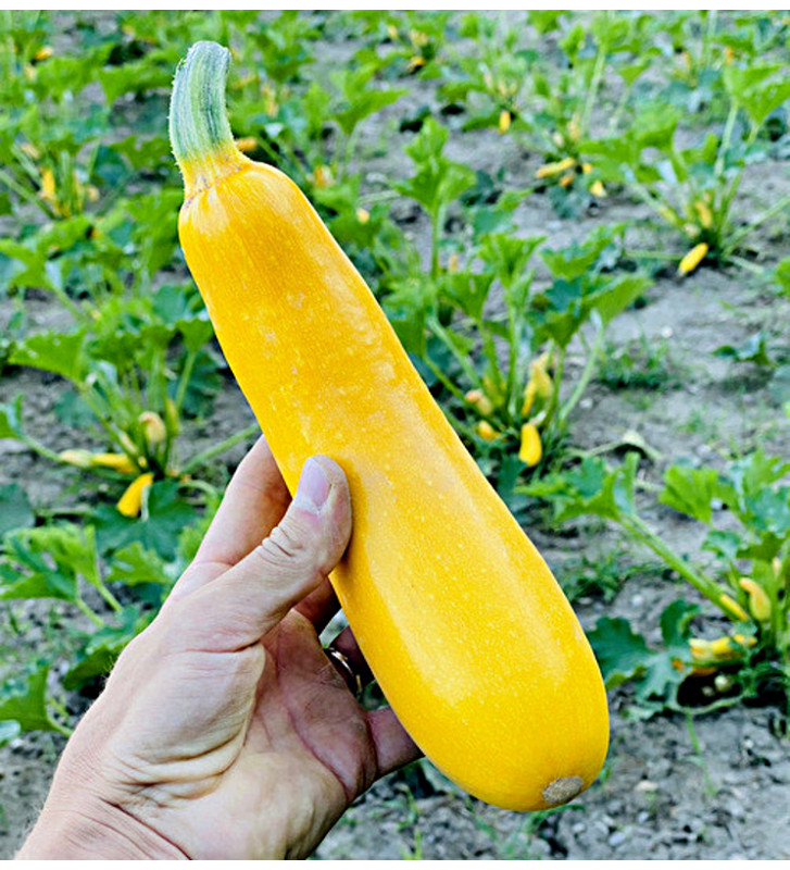Solara| žlutá cuketa | PERMASEMÍNKA.CZ