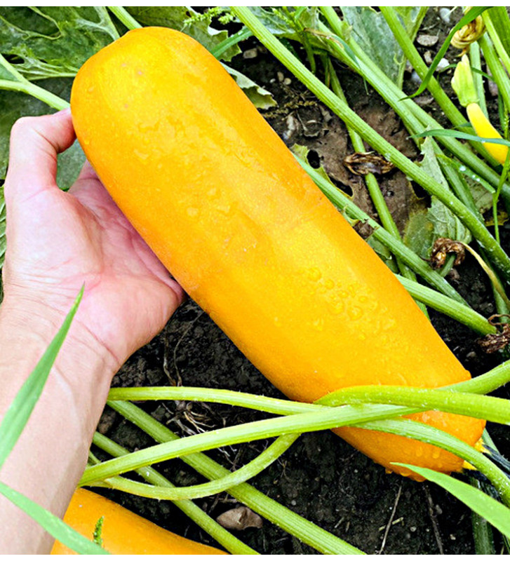 Solara| žlutá cuketa | PERMASEMÍNKA.CZ