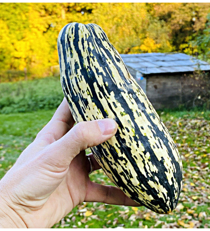 Lofthousova zimní tykev | tykev obecná | PERMASEMÍNKA.CZ