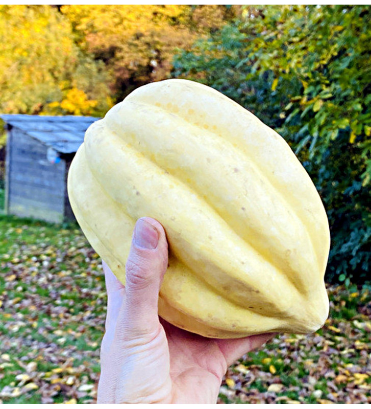 Lofthousova zimní tykev | tykev obecná | PERMASEMÍNKA.CZ
