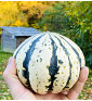 Lofthousova zimní tykev | tykev obecná | PERMASEMÍNKA.CZ