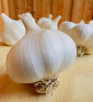 Rovenský I česnek kuchyňský I allium sativum I stará odrůda  I permasemínka