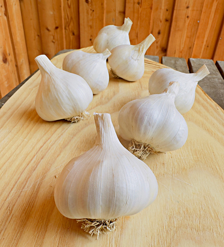 Rovenský I česnek kuchyňský I allium sativum I stará odrůda  I permasemínka