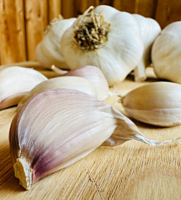 Rovenský I česnek kuchyňský I allium sativum I stará odrůda  I permasemínka