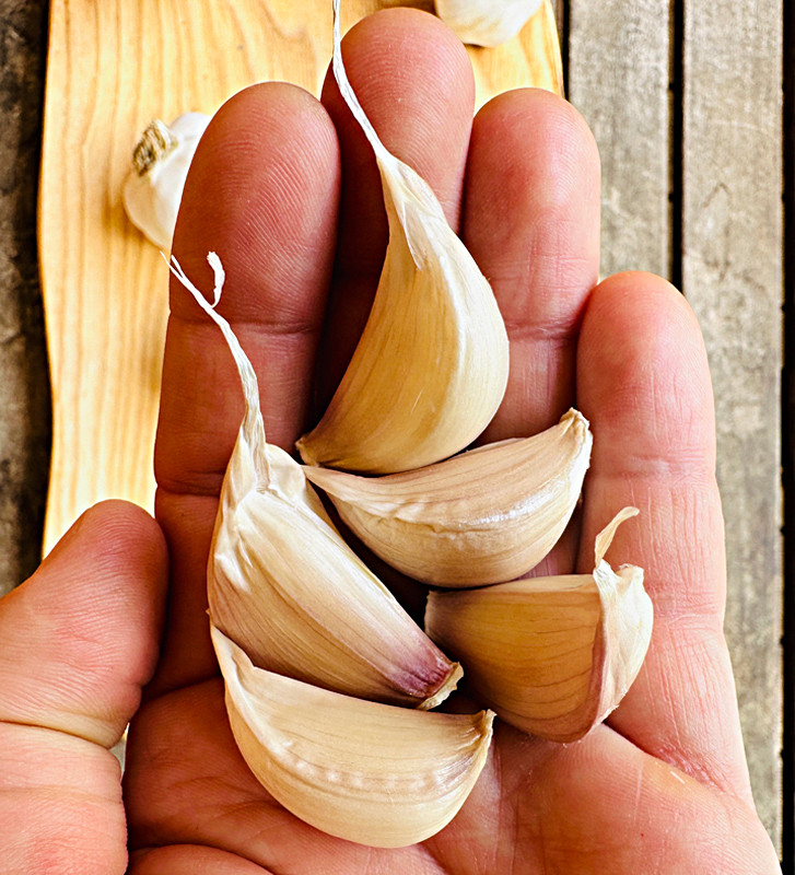 Rovenský I česnek kuchyňský I allium sativum I stará odrůda  I permasemínka