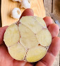 Rovenský I česnek kuchyňský I allium sativum I stará odrůda  I permasemínka