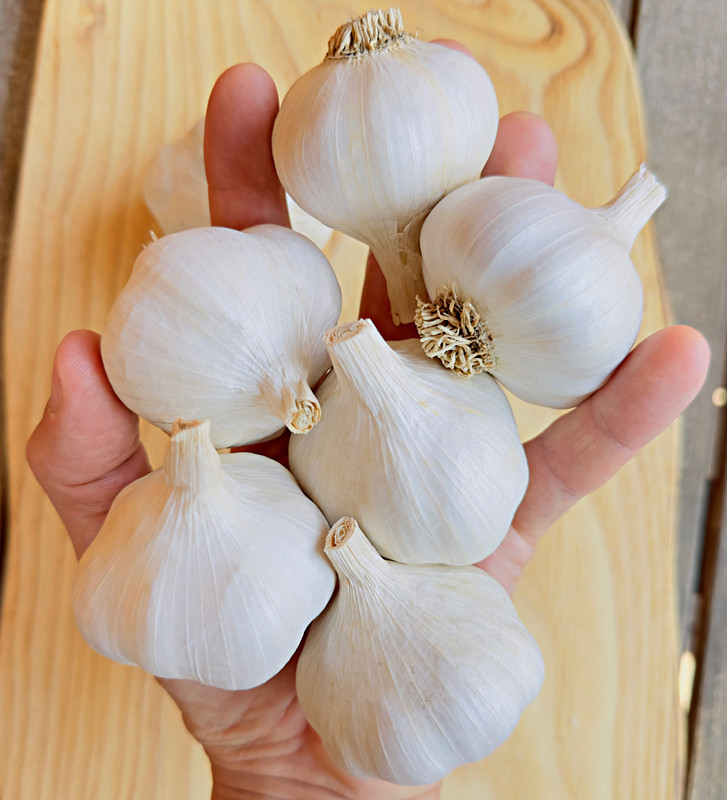 Rovenský I česnek kuchyňský I allium sativum I stará odrůda  I permasemínka