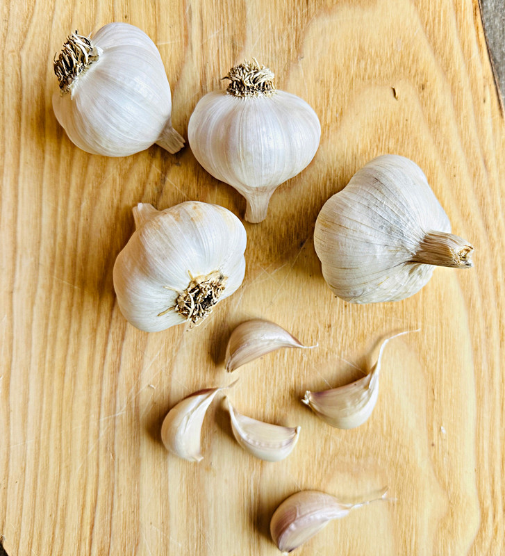 Rovenský I česnek kuchyňský I allium sativum I stará odrůda  I permasemínka