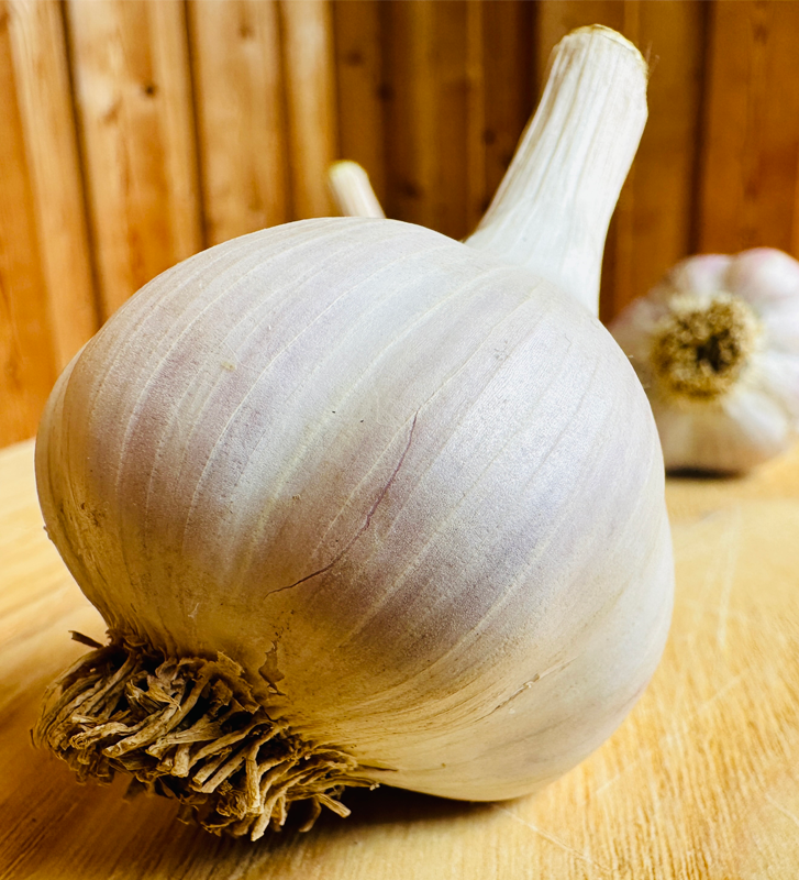 Hněvotínský jarní I česnek kuchyňský I allium sativum I stará odrůda  I permasemínka