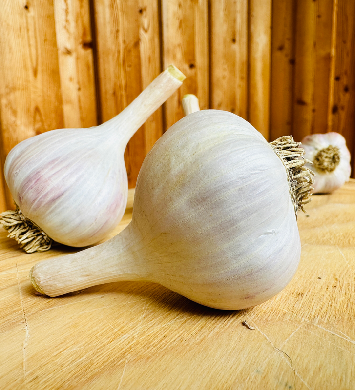 Hněvotínský jarní I česnek kuchyňský I allium sativum I stará odrůda  I permasemínka