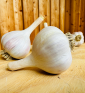Hněvotínský jarní I česnek kuchyňský I allium sativum I stará odrůda  I permasemínka