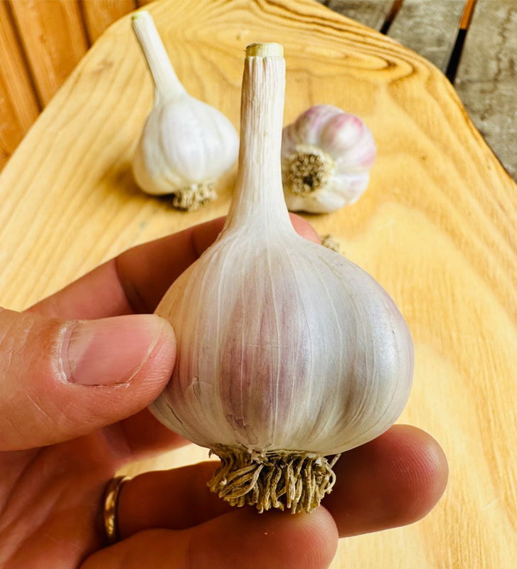 Hněvotínský jarní I česnek kuchyňský I allium sativum I stará odrůda  I permasemínka
