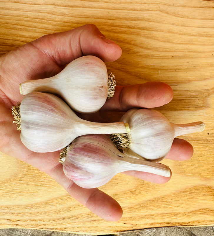 Hněvotínský jarní I česnek kuchyňský I allium sativum I stará odrůda  I permasemínka