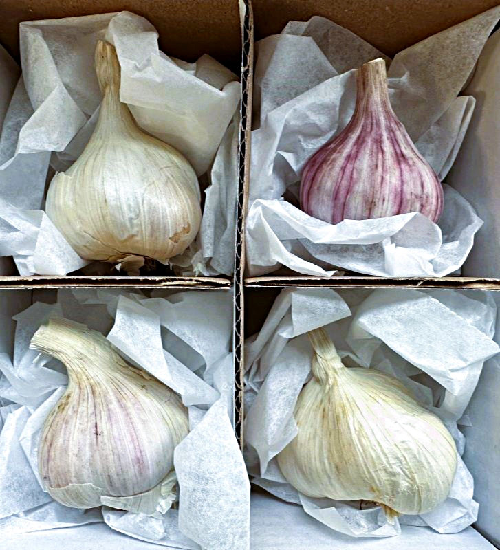 Kolekce starých odrůd I česnek kuchyňský I allium sativum I permasemínka
