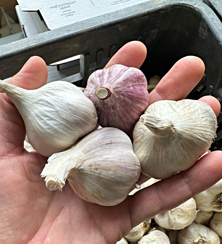 Kolekce starých odrůd I česnek kuchyňský I allium sativum I permasemínka