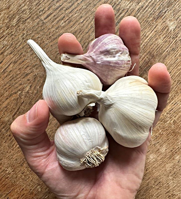 Kolekce starých odrůd I česnek kuchyňský I allium sativum I permasemínka