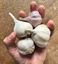 Kolekce starých odrůd I česnek kuchyňský I allium sativum I permasemínka