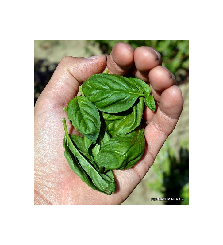 Envigor| bazalka | PERMASEMÍNKA